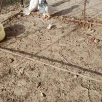 قیمت۲۲۰۰