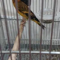 سهره قناری|پرنده|کرج, کمال‌شهر|دیوار