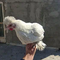 مرغ سلطان|حیوانات مزرعه|اصفهان, درب سیبه علیا|دیوار
