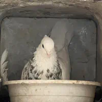 طوقی درجه یک بدونه قلط پاک پاک بهترین نسل|پرنده|فردیس, فردیس|دیوار