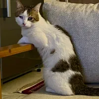 واگذاری گربه dsh
