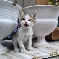 نگهداری گربه کوچک