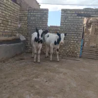 گوساله هلشتاین