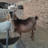 بر دورگ سرمایه