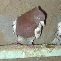 کبوتر نر|حیوانات|پارس‌آباد, |دیوار
