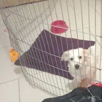 سگ خوشگل و توپر