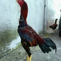 خروس لاری سینم