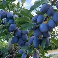 فروش عمده و جرئی انواع نهال میوه|خدمات باغبانی و درختکاری|کرج, برغان|دیوار