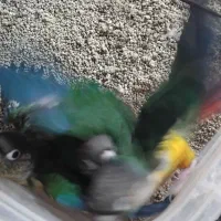 جوجه گرینچیک رد