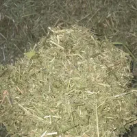 کاه گندم دیم و یونجه درجه یک