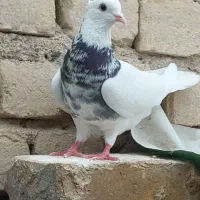 کفتر طوقی گمشده