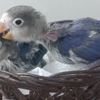 جوجه برزیلی سرلاکی