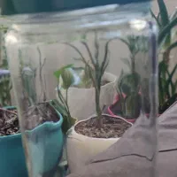 شیشه خالی با در ۶۵۰ گرم