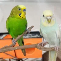 دومرغ عشق نرو ماده