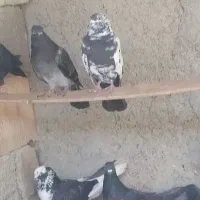 ده کبوتر خورموج|پرنده|خورموج, |دیوار