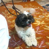 ۲۰۰۰۰۰۰میلیون سگ پا کوتاه شیطون حرف گوش کن