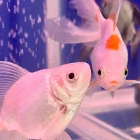 فروش آکواریوم|ماهی|رشت, دیلمان|دیوار