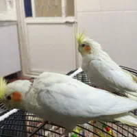 دوعدد جوجه عروس هلندی نر و ماده|پرنده|قم, علی آباد|دیوار