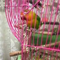 طوطی برزیلی جفت خورده