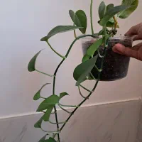 گل حسن یوسف و گل پتوس تازه و یک عدد کیف کرمی نو|کیف، کفش، کمربند|شیراز, گویم|دیوار