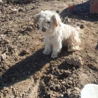 سگ پیدا شده