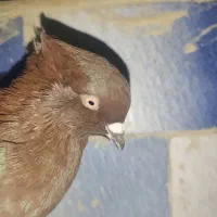 سرخ نر پرشتی(معمولان)