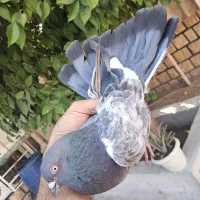 سه عدد شیخ پرشی