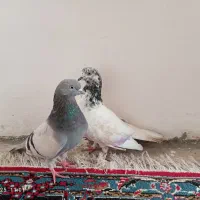 کبوتر ماده دوعدد