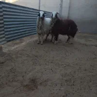 دو راس کاوه قوچ عربی