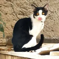 واگذاری گربه