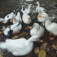 اردک محلی|حیوانات مزرعه|فشم, |دیوار