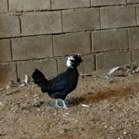 مرغ لهستانی|حیوانات مزرعه|کاشان, راوند|دیوار