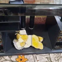 میز تلوزیون
