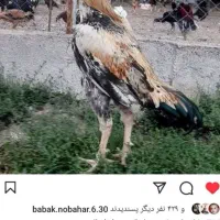 خروس و۴ عدد مرغ وجوجه