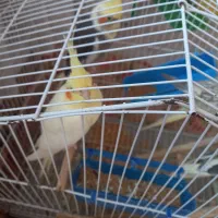 یک جفت عروس هلندی نر و ماده|پرنده|کیاشهر, |دیوار