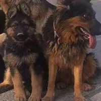 توله ژرمن سه ماهه|سگ|مشکین‌دشت, |دیوار