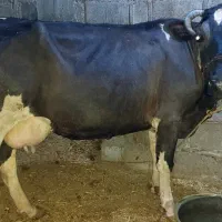 گاو و گوساله
