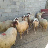 میش داشتی سنجابی|حیوانات مزرعه|کوزران, |دیوار