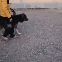 سگ پژدر|سگ|تویسرکان, |دیوار