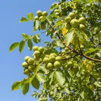 نــهال گــردو اصلاح‌شده سود پایدار برای سال‌ها