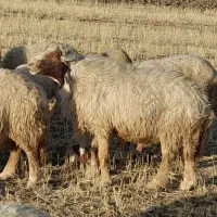 ورن سنجابی اصیل|حیوانات مزرعه|ماهیدشت, |دیوار