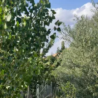 باغ سیب|فروش دفتر صنعتی، کشاورزی، تجاری|هشترود, |دیوار