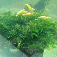 میگو شرمپ گوپی گیاه آکواریم|ماهی|کرج, ملک‌آباد|دیوار