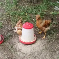 مرغ و خروس کاکلی