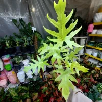 گل فیلودندرون سلوم گلد،اگلونما گلدبیبی آندینی