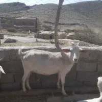 بز سانن اصل