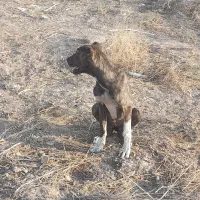 واگذاری سگ نگهبان|سگ|مشهد, سیسآباد|دیوار