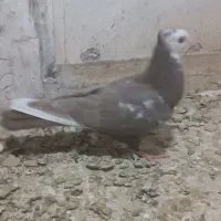 کبوتر در خرمشهر|پرنده|خرمشهر, |دیوار