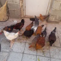 وارگ و کلشیر