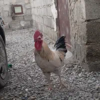 فروشی‌است|حیوانات مزرعه|سراوان, |دیوار